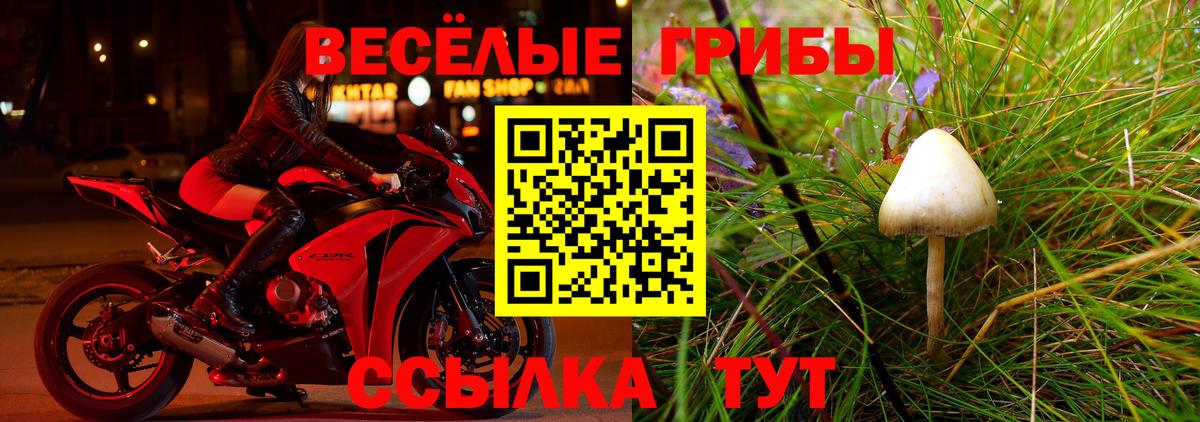 Псилоцибиновые грибы Psilocybe Красногорск